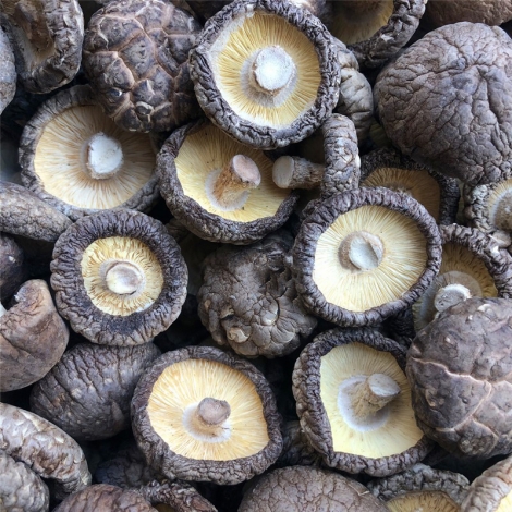 Dried Proucts